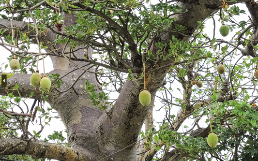 Connaissez-vous le baobab ?