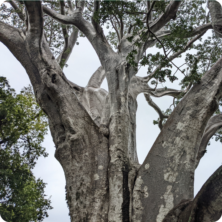 image-force-baobab.png__PID:2d9533c3-1ef5-4bf9-b024-6110f65e7c55