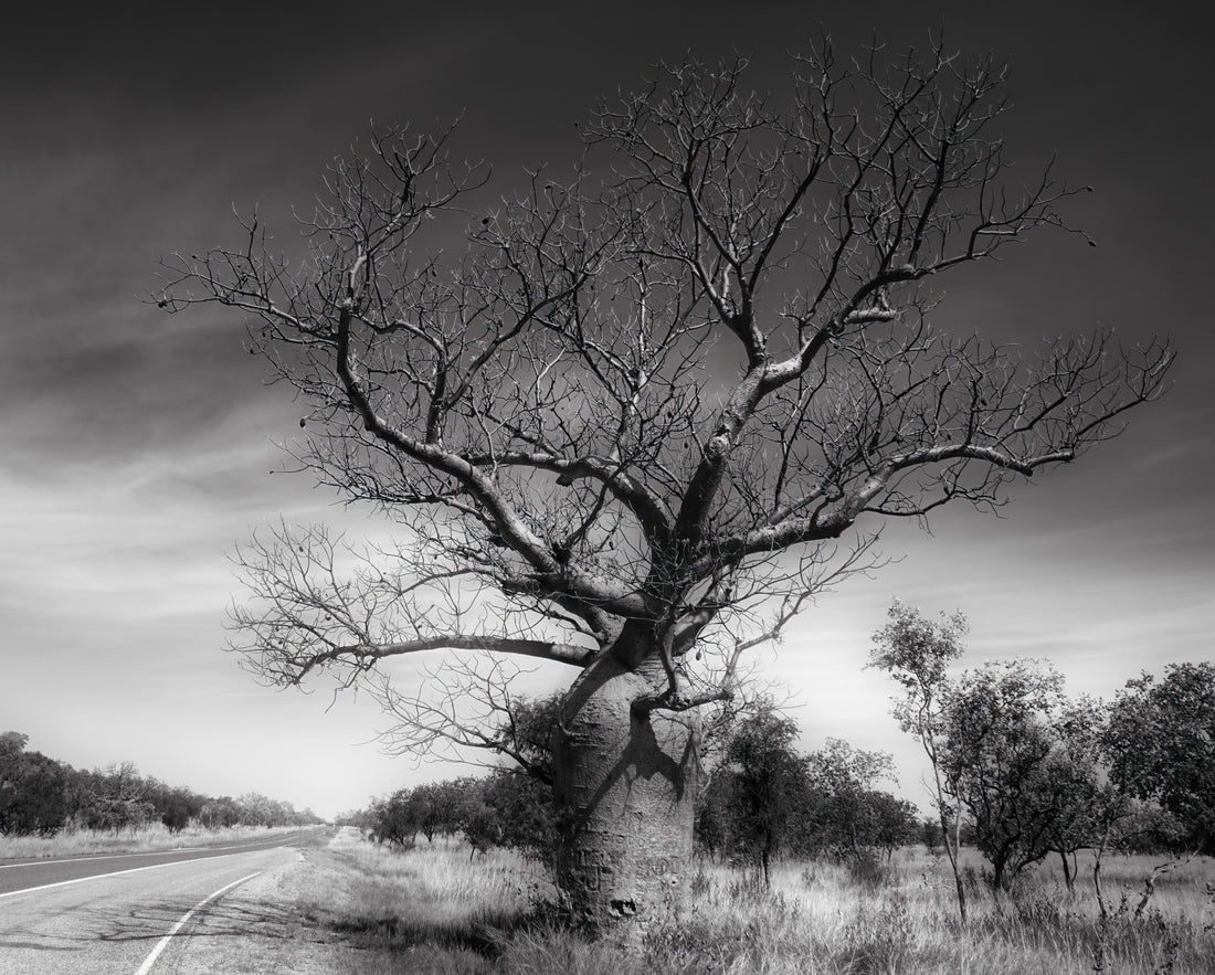 Le baobab, un symbole de longévité